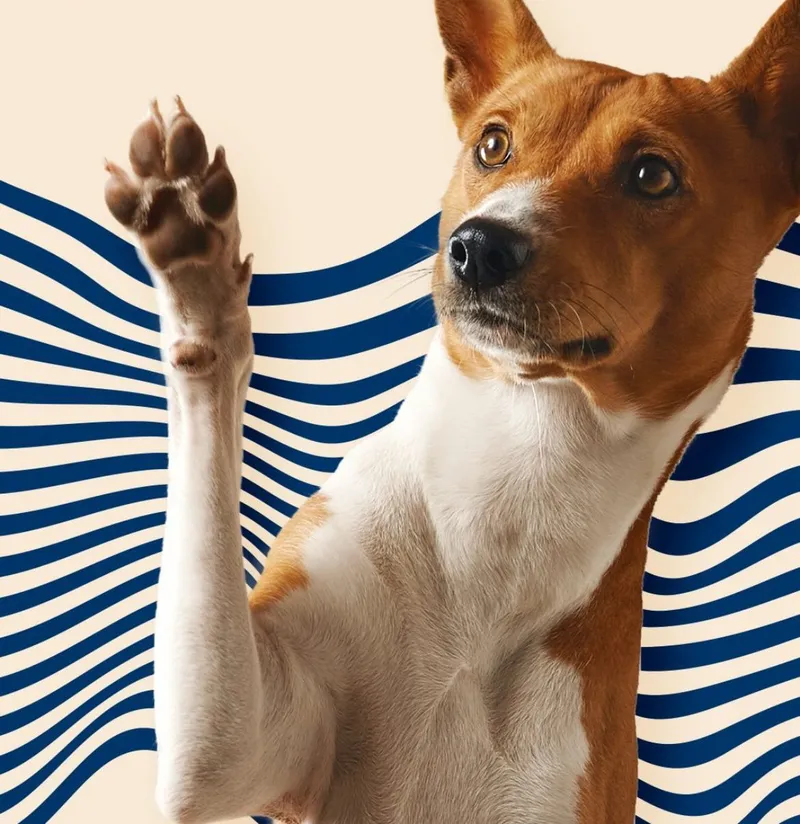 Cachorro de patinha levantada sobre as listras onduladas azuis da marca do Terê